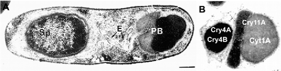 (A) Sporulating cell of Bacillus thuringiensis israelensi-img