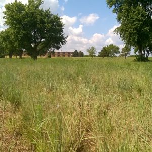 Native Warm Season Grass Establishment and Care